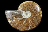 Polished, Agatized Ammonite (Cleoniceras) - Madagascar #88150-1